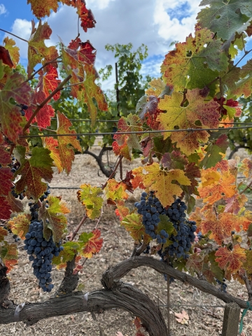 Grape vine with red grapes and multicolored leaves